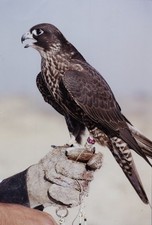 A38 A3853 Falcon Falconry Bird