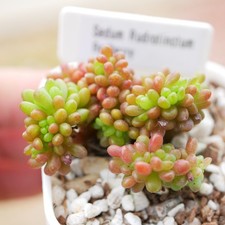 Sedum Rubrotinctum Redberry