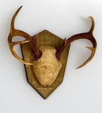 8 Point Whitetail Deer Antler