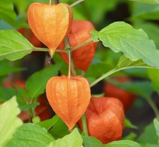 Massive heirloom physalis - massive,