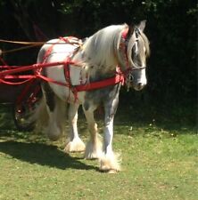 DRIVING HARNESS WEBBING PADDED, IN SHETLAND, PONY, COB SIZES.  *FREE POSTAGE*