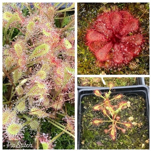 African sundew collection - african,