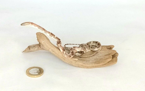 Taxidermy small corn snake - small,