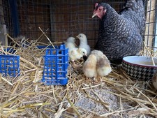 6 X CHICKEN EGGS MIXED BREED