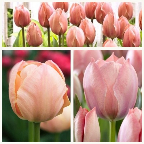 Darwin tulip salmon van eijk - darwin,