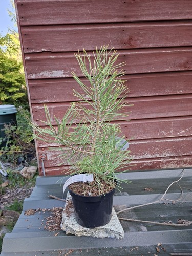 Pinus sylvestris annie - sylvestris, annie's