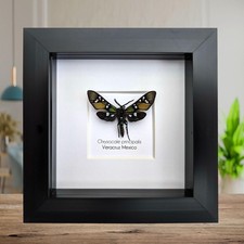 Framed princely tiger moth: veracruz mexico, 4"x4" display