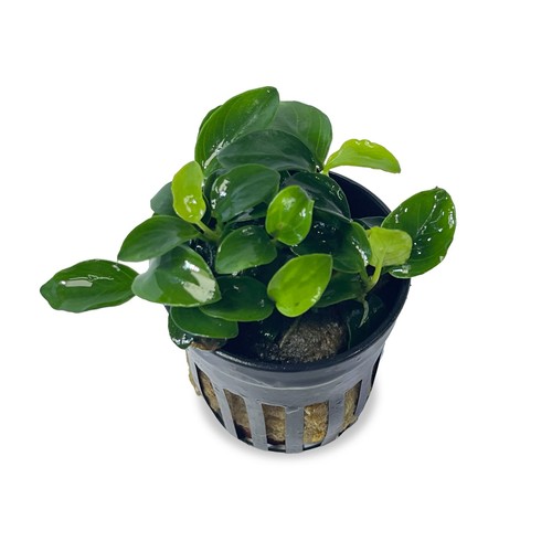 Anubias bonsai - anubias,