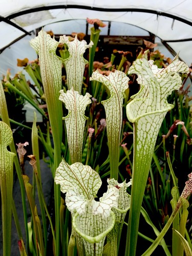 Sarracenia leucophylla tall - sarracenia,