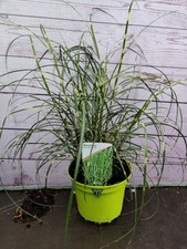 Miscanthus sinensis 'Dwarf' Deciduous  Garden Dwarf Zebra Grass Plant 2L Pot