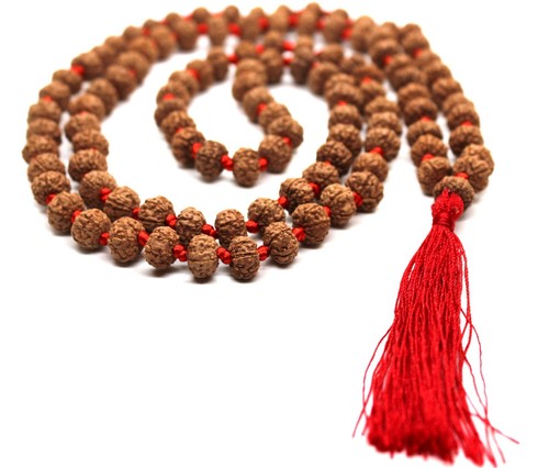 Mukhi six facet - 6, rudraksha