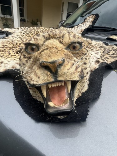 Vintage leopard skin - vintage,