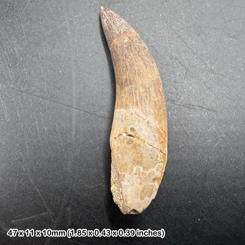 Plesiosaur tooth reptile - plesiosaur,