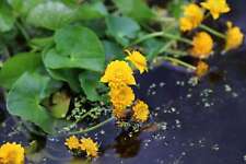 Caltha palustris plena (Double