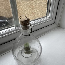 Antique French Glass Fly Wasp