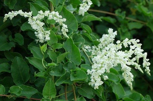Russian vine fallopia - vine,