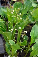 Alisma parviflorum american - alisma, (american
