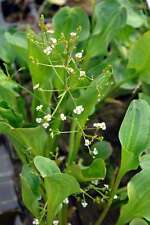 Alisma parviflorum (American