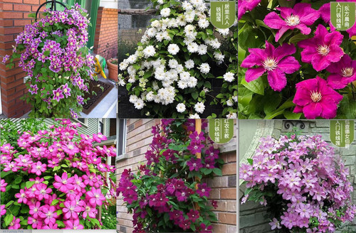 Mixed color seeds clematis - color,
