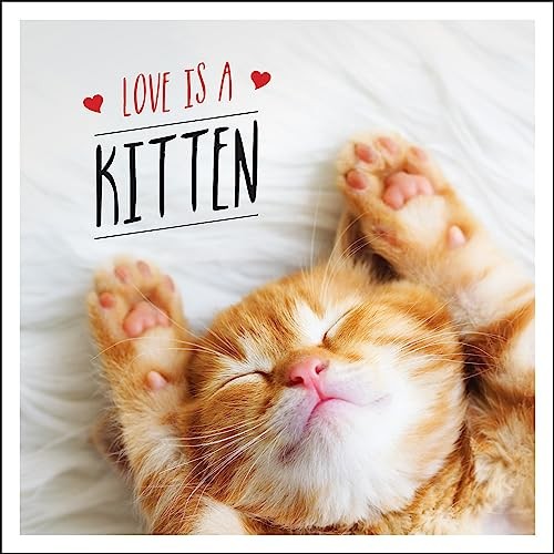 Love kitten a cat - is,