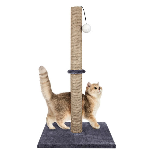 74cm tall large cat - tall, scratching