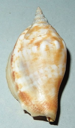Dolomena dilatata - ,