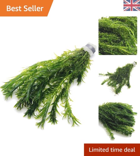 Stems elodea densa - 10,