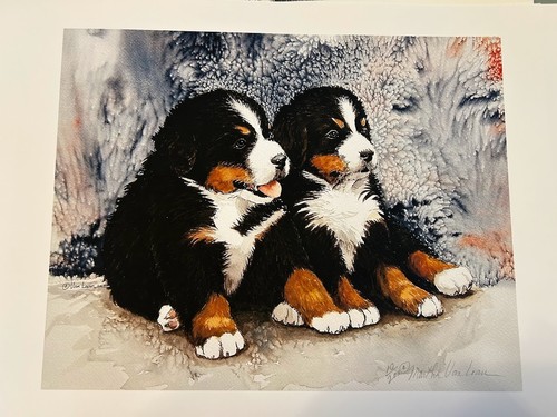 Bernese mountain dog - dog, pup