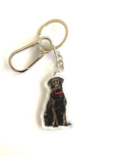 Labrador black lab dog - labrador,