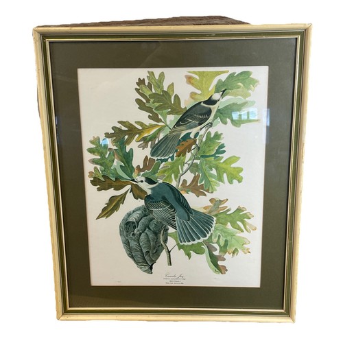 Audubon print canada jay - audubon,