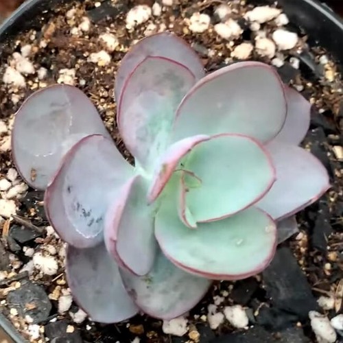 Echeveria rubromarginata 20 - -,