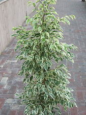 Indoor Plant - Ficus Benjamina - Variegated Weeping Fig Approx 110cm Tall