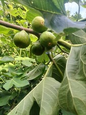 1  Fresh Desert King Fig Tree Cutting - BUY ONE GET ONE FREE