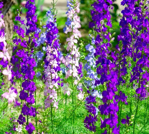 400x rocket larkspur imperial - larkspur,