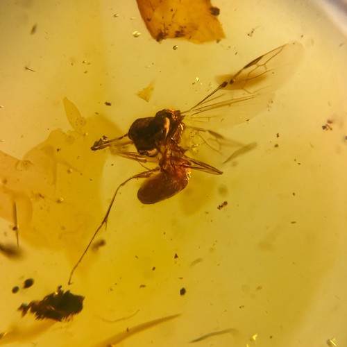 Extinct zigrasimecia ant - zigrasimecia,