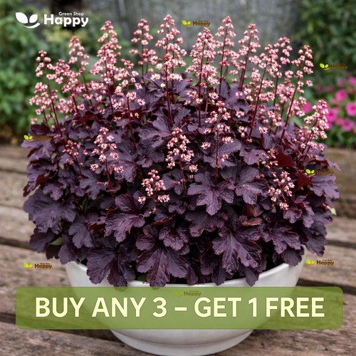 Coral bells palace - bells,
