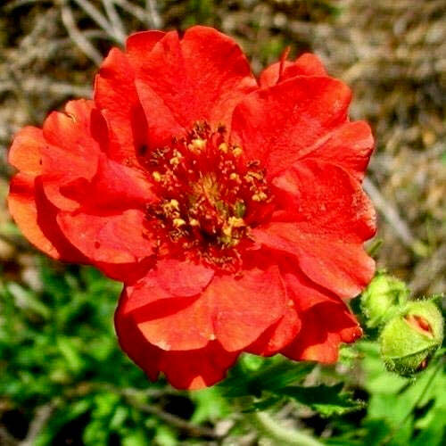 Geum mrs bradshaw - geum, 'mrs