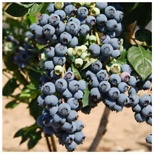 1 Blueberry 'Herbert' Plant /  Fruit Bush In 9cm Pot, Very Tasty Edible Berries