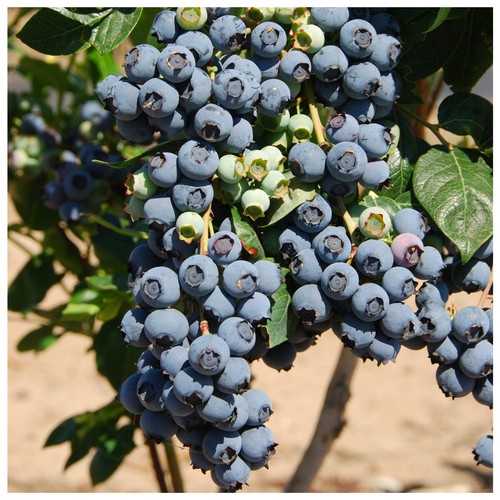 Blueberry herbert plant - 1, /