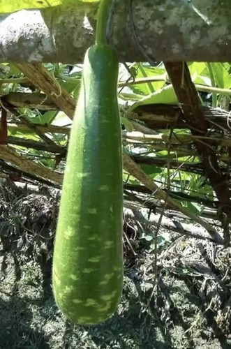Bangladeshi hazari kadu - bangladeshi, kadu-hybrid