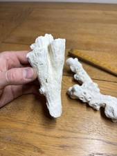 Natural dead coral white - natural, coral,