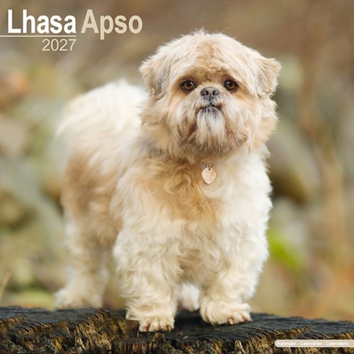 Lhasa apso - lhasa,