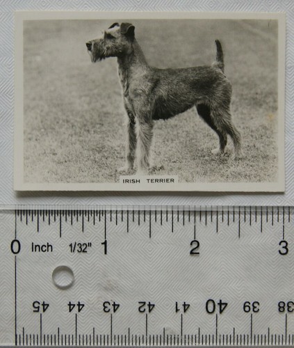 1939 senior service dogs - senior,