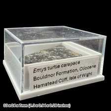 Emys Turtle Carapace Fossil