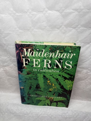 Maidenhair ferns - ferns, in