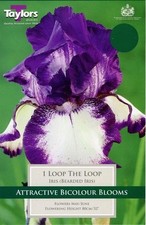 German Iris Germanica 'Loop