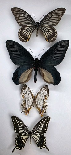 Real butterfly collection - real,