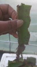 Selenicereus Undatus Cuttings