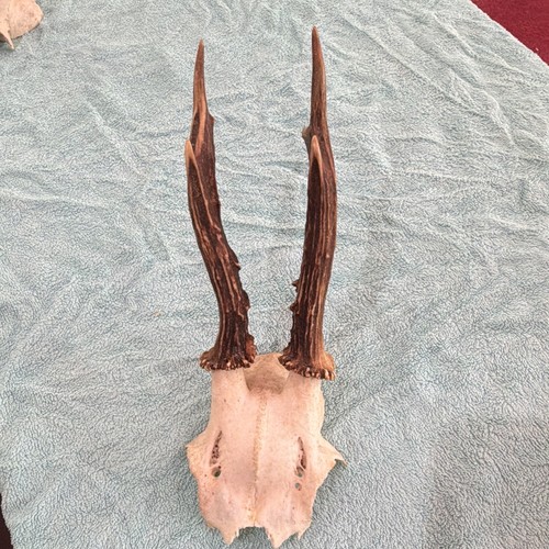 Roe deer bone antlers skull - roe,