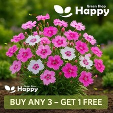 SWEETNESS PINK MIX - Dianthus